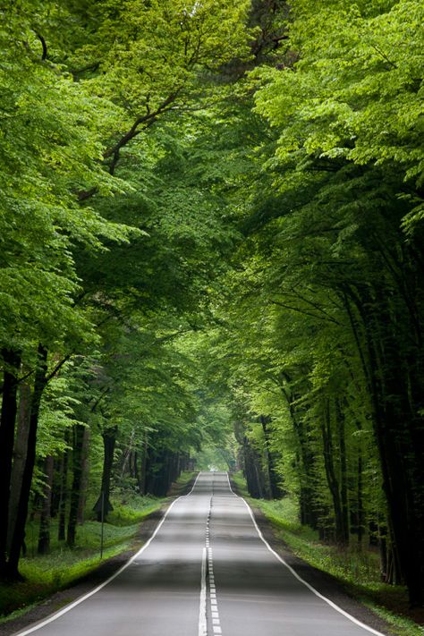 sublim-ature:  Upper Silesia, PolandWojciech Pietrow Matka Natura, Road Photography, Beautiful Roads, Scenic Roads, Image Nature, Forest Road, Fotografi Alam Semula Jadi, Dslr Background Images, Best Background Images