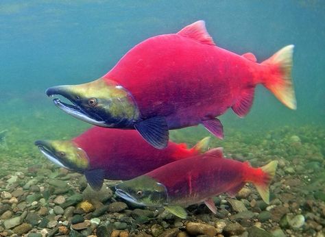 Kokanee Salmon, Just Disappear, Alaska Salmon, Red Salmon, Sockeye Salmon, Salmon Run, Cool Fish, Salmon Fish, Salmon Fishing