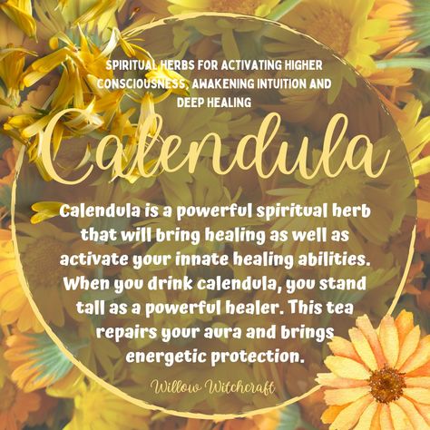 Calendula Spell Uses, Calendula Witchcraft, Sunflower Magical Properties, Calendula Uses Witchcraft, Saffron Magical Properties, Calendula Magical Properties, Marigold Magical Properties, Magickal Plants, Calendula Flower Magical Properties