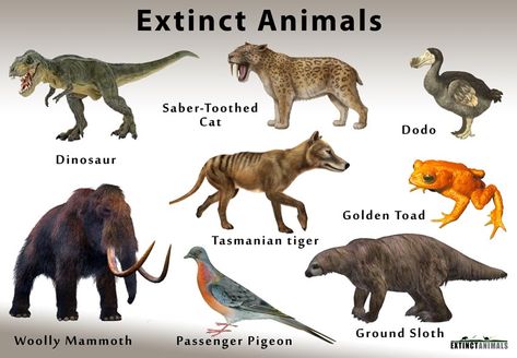 Herbivorous Animals, Ground Sloth, Species Extinction, Giant Animals, Tasmanian Tiger, Sea Cow, Extinct Animals, Endangered Animals, Animal Facts