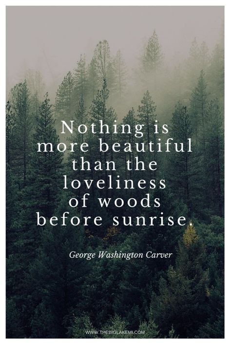 Forest Quotes, Citation Nature, Quotes About Nature, Mountain Quotes, Into The Woods Quotes, Quotes Nature, Hiking Quotes, Motivation Positive, Outdoor Quotes