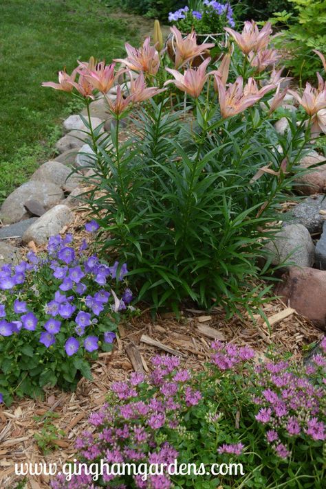 Summer Flower Garden - Pink Asiatic Lilies, Blue Uniform Campanula and John Creech Stonecrop Summer Flower Garden, Summer Flowers Garden, Blue Uniform, Lily Garden, Asiatic Lilies, Flower Garden Design, Flower Gardening, Flower Gardens, Beautiful Flowers Garden