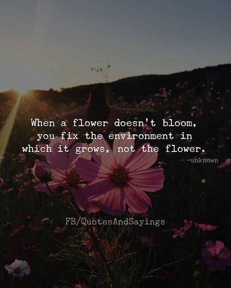 When a flower doesn't bloom you fix the environment in which it grows not the flower. -unknown #quotes #sayings #proverbs #thoughtoftheday #quoteoftheday #motivational #inspirational #inspire #motivate #quote When A Flower Doesn't Bloom, Quotes On Twitter, Environment Quotes, Bloom Quotes, Hydrangea Landscaping, Unknown Quotes, Landscaping Trees, Privacy Landscaping, Driveway Landscaping