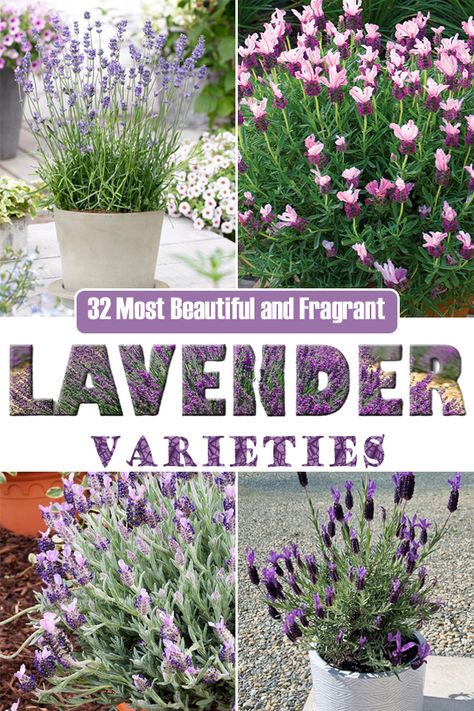 Lemongrass Planters, Types Of Lavender Plants, Types Of Lavender, Lavender Plant Care, Munstead Lavender, Lavender Types, Grow Lavender, Lavender Varieties, Lavender Plants