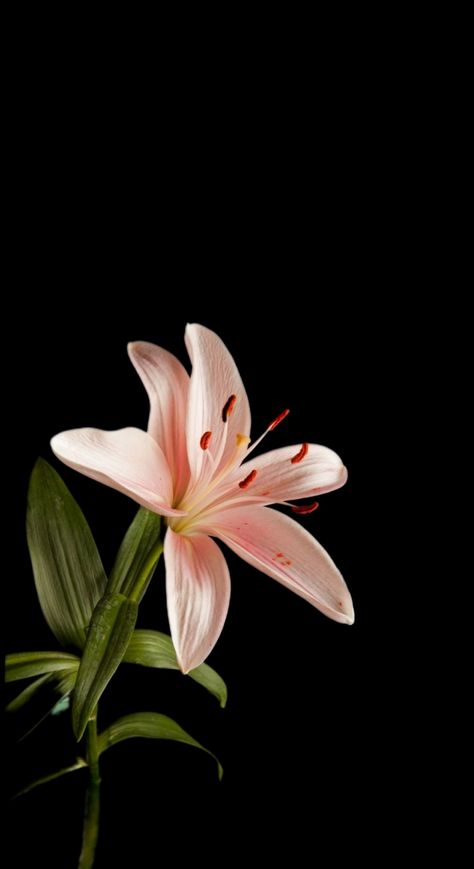 Fairycore Wallpaper, Black Flowers Wallpaper, Flowers Black Background, Glowing Flowers, Lily Wallpaper, Black Background Wallpaper, Flower Iphone Wallpaper, Nothing But Flowers, Iphone Wallpaper Photos