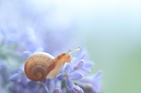 Pet Snails, Cool Bugs, Sea Slug, Beautiful Bugs, Creepy Crawlies, Little Critter, Silly Animals, Bugs And Insects, Photography Portfolio