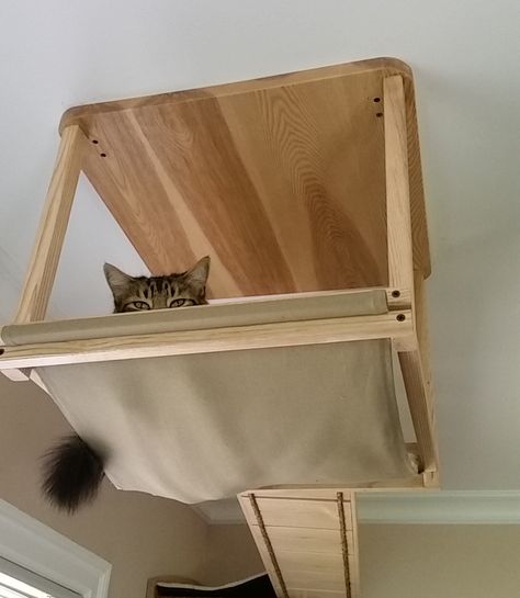 Cat Ceiling Net, Cat Ceiling, Diy Cat Shelves, Cat Climbing Wall, Cat Bedroom, Cat Heaven, Cool Cat Trees, Cat Wall Shelves, Outdoor Cat Enclosure