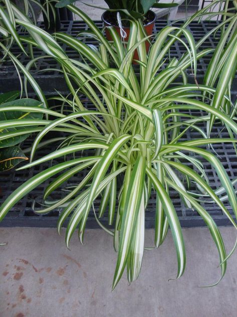 Photo of Variegated Spider Plant (Chlorophytum comosum 'Vittatum') uploaded by Paul2032 Chlorophytum Comosum, Spider Plant, Spider Plants, Paint Sprayer, Shade Plants, Indoor Plants, Herbs, Plants