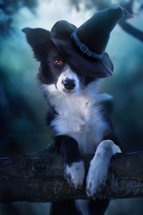 Halloween Border, Halloween Borders, Animal Photoshoot, Dog Day Afternoon, Puppy Wallpaper, Dog Photoshoot, Fall Dog, Border Collie Dog, Halloween Photoshoot