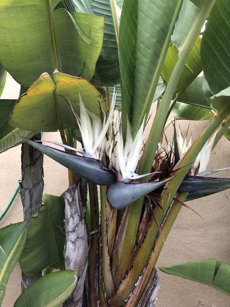 White Birds Of Paradise Plant, White Bird Of Paradise Plant, White Bird Of Paradise, Strelitzia Reginae, Birds Of Paradise Plant, Bird Of Paradise Plant, Paradise Plant, Birds Of Paradise Flower, Bird Of Paradise