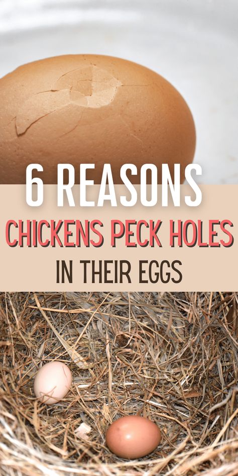 6 Reasons Your Chickens Peck Holes in Their Eggs & How to Stop It Chicken Koop, Backyard Chickens Diy, Dust Bath For Chickens, Bad Chicken, Chicken Rearing, Chicken Tips, Feeding Chickens, Backyard Homestead, Hen Coop