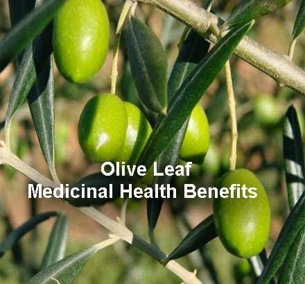 Olive Leaf Benefits, Olive Leaf Tea, Olive Oil Benefits, Olive Leaf Extract, Herbal Tonic, Strengthen Immune System, Inflammation Causes, Olea Europaea, Tooth Pain