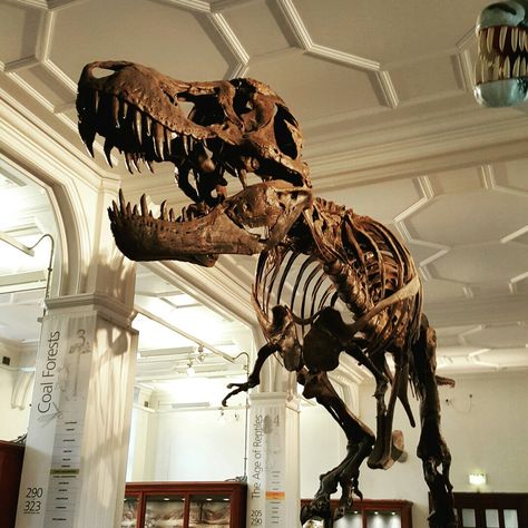 Stan - Manchester museum Manchester Museum, Dinosaur Museum Aesthetic, Dinosaur Museum, Jurrasic Park, Photo Mural, Dinosaur Fossils, Extinct Animals, Prehistoric Animals, Museum Collection