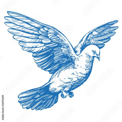 Stock Image: dove bird is a symbol of peace and purity hand drawn vector illustration realistic sketch Dove Sketches, Dove Drawing, Illustration Realistic, Dove Pictures, Realistic Sketch, Symbol Of Peace, Dove Bird, Hand Drawn Vector Illustrations, Hand Drawn Vector