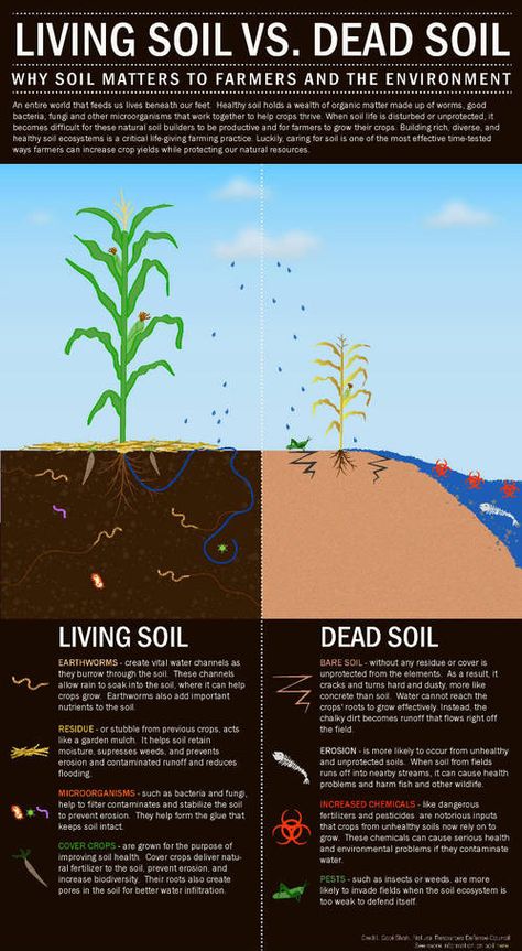 World Soil Day, Healthy Soil, Compost Soil, Farming Techniques, Garden Compost, Grow Plants, Crop Rotation, Sustainable Agriculture, Urban Gardening