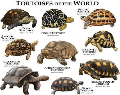 "There are nearly 50 species of tortoises alive today. These reptiles range in size from the very small genus of Homopus of southern Africa, with shell lengths of 4 to 6 inches (10 to 15 cm), to the giant tortoises (Geochelone) of the Aldabra and Galapagos islands, with shells over 3.3 feet (1 meter) long. This poster print features fine art illustrations of various species of tortoise (Testudinidae) Species included: African-Spurred Tortoise (Centrochelys sulcata) Desert Tortoise (Gopherus agas Tartaruga Habitat, Radiated Tortoise, Freshwater Turtles, Tortoise House, Leopard Tortoise, Russian Tortoise, Tortoise Care, Tortoise Habitat, Desert Tortoise