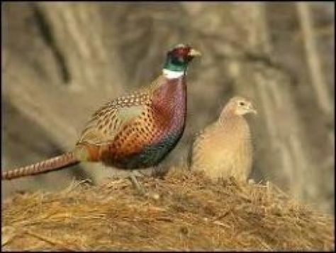 Raising Pheasants for the First Time Raising Pheasants, Pheasant Farm, Ring Necked Pheasant, Raising Quail, Bird Breeds, Quail Hunting, Deer Hunting Tips, Gamebirds, Game Fowl