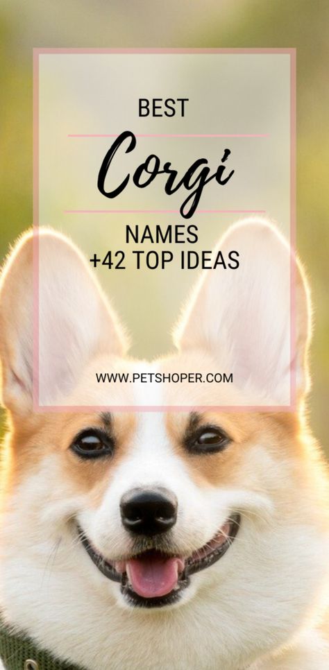 The Pembroke Welsh Corgi is a great dog breed that originated in Pembrokeshire, Wales. Corgis are the cutest dogs. Queen Elizabeth is synonymous with her love of corgis.  So if you are a lucky owner of this breed we have a great list of names for this breed including Queen’s Royal Corgi Names!!! #CorgiNames #BestCorgiNames #CuteCorgiNames #CorgiNamesFemale #CorgiNamesMale #TopCorgiNames #CorgiDogNames Corgi Names Female, Best Female Dog Names, Country Dog Names, Puppies Names Female, Royal Corgi, Corgi Dog Breed, Corgi Names, Corgi Breeds, Girl Dog Names