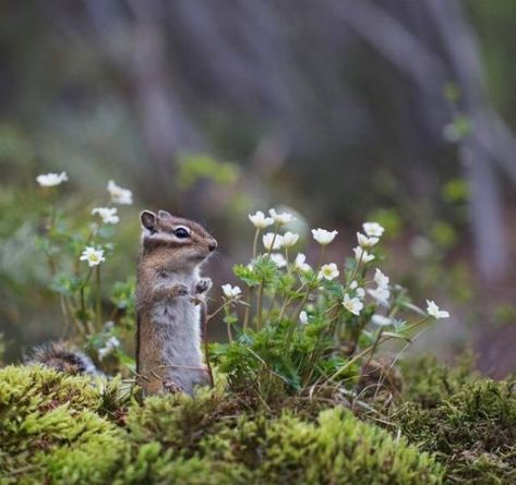 Animals Love, Spring Forest, Animal References, Animal Icon, Forest Creatures, Cute Animals Images, Russia City, Magical Forest, Woodland Creatures