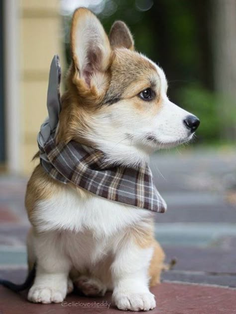 Corgi Puppy <3 I #awesomepawsomepuppies Corgi Facts, Pembroke Welsh Corgi Puppies, Welsh Corgi Puppies, 강아지 그림, Corgi Puppy, Cute Corgi, Pembroke Welsh Corgi, Corgi Dog, Welsh Corgi