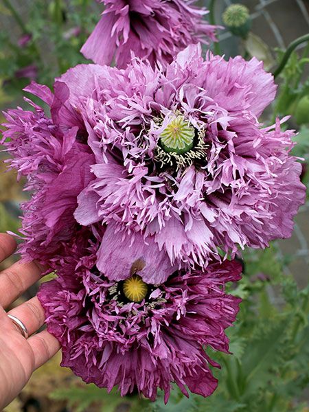 Peony Poppy, Garden Background, Purple Peony, Summer Flowers Garden, Meteor Garden 2018, Aesthetic Garden, Magic Garden, Garden Aesthetic, Unusual Plants