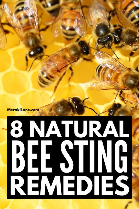 Bee Sting Essential Oil, Bee Sting Remedies, Bee Sting Swelling, Bee Sting Relief, Treating Bee Stings, Remedies For Bee Stings, Wasp Stings, Homeopathy Remedies, Natural Remedies For Allergies