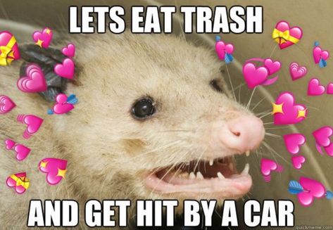 Possum And Raccoon Memes, Possums In Love, Possum Memes Hilarious, Possum Memes, Lets Eat, Awesome Possum, Hit By A Car, Mouse Photos, Heart Emoji