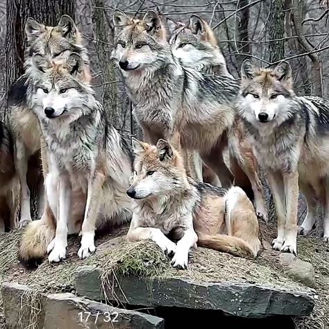 Wolf Poses, Wolf Conservation Center, Raven And Wolf, Wolf World, Wolf Photography, Fantasy Wolf, Wolf Photos, American Animals, Wolf Spirit Animal