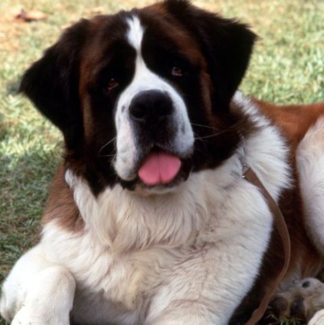 Dog from Beethoven: This famous St. Bernard pup from the much-loved 1992 film was named after the composer, Ludwig van Beethoven. This breed was chosen for the film because they are incredibly trustworthy, kind-hearted and intelligent dogs. St Bernard Puppy, Dog Movies, Huge Dogs, Famous Dogs, St Bernard Dogs, Bernard Dog, San Bernardo, St Bernard, Bad Dog