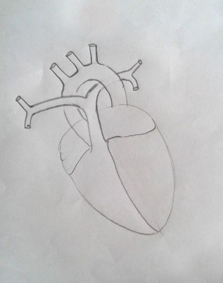 DRAW IT NEAT: How to draw human heart labeled Heart Anatomy Drawing, Drawing Biology, Tutorials On Drawing, Human Body Vocabulary, Biology Drawing, How To Draw Human, Biology Diagrams, Science Diagrams, Heart Organ