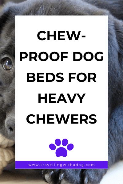 Are you in need of a chew-proof dog bed? Here are our favorites along with other tips to prevent your dog from chewing their bed! #chewresistant #chewproof #dogsupplies #dogs Diy Heated Dog Bed, Chew Proof Dog Bed Diy, Indestructible Dog Bed, Diy Dog Bed Pillow, Snuggle Dog Bed, Chew Proof Dog Bed, Bed On The Floor, Big Dog Beds, Dog Dye