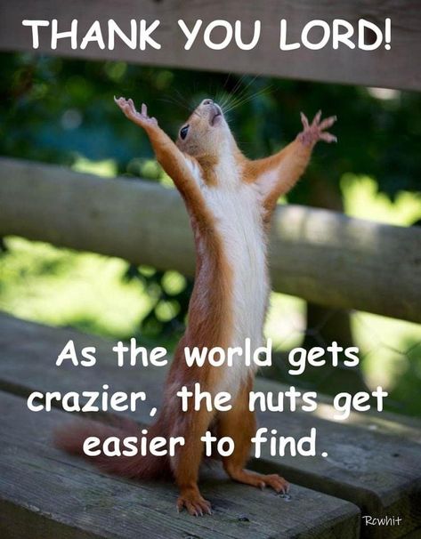 Squirrel Humor, Funny Squirrel Pictures, Flamingos Quote, Good Morning Animated Images, Jw Humor, Squirrel Pictures, Good Morning Funny Pictures, Squirrel Funny, Funny Animated Cartoon