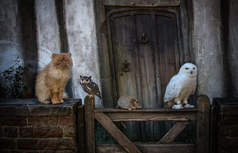 Potter pets:Crookshanks, Hedwig, Scabbers Harry Potter Presents, Harry Potter Preferences, Harry Potter Pets, Potter Studio, Ron And Harry, Warner Bros Studio Tour, Harry Potter Studio Tour, Gryffindor Aesthetic, Harry Potter Studios