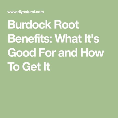 Burdock Root Benefits: What It's Good For and How To Get It Burdock Root Benefits, Burdock Tea, Burdock Root Tea, Plant Sterols, Slow Aging, Burdock Root, Improve Heart Health, Tea Benefits, Hormone Health