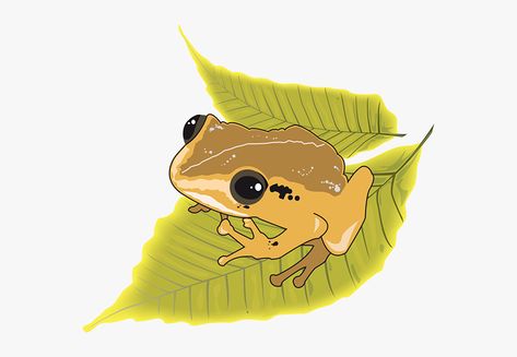 Puerto Rican Frog Tattoo, Coqui Frog Tattoo, Puerto Rican Coqui Frog Tattoo, Puerto Rican Frog, Puerto Rico Animals, Puerto Rico Stickers, Cartoons Hd, Frog Drawing, Hd Images