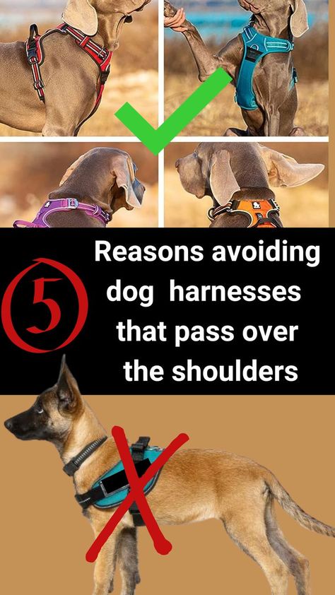 Dog harness, true love, dog lover Dog Pulling Harness, Dogs Running, Dog Kennel Furniture, Dog Harnesses, Pet Harness, Dog Sledding, Dog Crate, Running Training, Dog Care