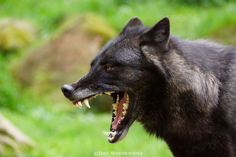 Tierpark Nindorf 176 | Flickr - Photo Sharing! Wolf Profile, Black Wolves, Wolf Teeth, Arctic Wolf, Disney Princess Modern, Animal Study, Howl At The Moon, Beautiful Wolves, White Wolf