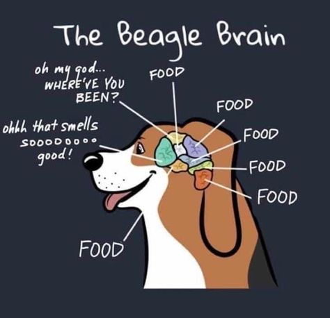 Dog Cartoons, Puppy Beagle, Baby Beagle, Beagle Funny, Beagle Art, Dog Poems, Earth Angels, Cute Beagles, Beagle Mix