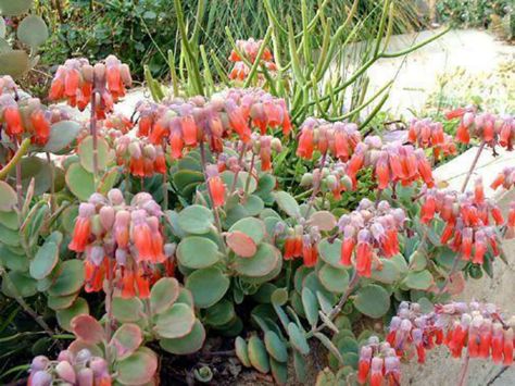 Kalanchoe marnieriana (Marnier's Kalanchoe) is a gray leafed succulent subshrub that grows up to 18 inches (45 cm) tall and up to 3 feet... Kalanchoe Blossfeldiana, Houseplants Low Light, Cactus Planta, Easy Plants, Garden Fountains, Cactus Y Suculentas, Cactus Garden, Cactus And Succulents, Landscaping Plants