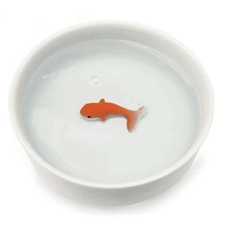 Cat Water Bowl, Pet Water Bowl, Goldfish Bowl, Dog Water Bowls, Cat Bowl, Cat Feeding, Water Bowl, Fish Bowl, Cat Accessories