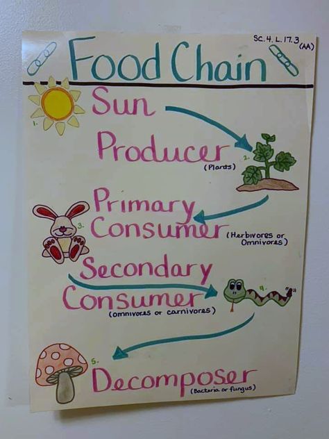 Basic food chain vocabulary anchor chart Food Chain Chart, Jaring Jaring Makanan, Food Chain Project For Kids, Food Chain Drawing, Food Chain Anchor Chart, Food Chain Poster, Food Chains Anchor Chart, Food Chain Project, Vocabulary Anchor Chart