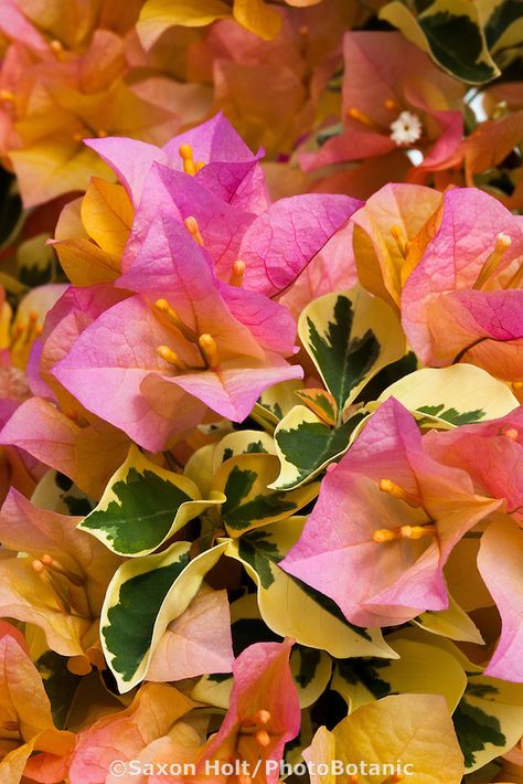 Bougainvillea "Delta dawn" Bougainvillea Photography, Bogunvellia Flowers Aesthetic, Sundown Orange Bougainvillea, Bougainvillea Botanical Illustration, Buddha Tree, Tropical Flowers Illustration, Greece Flowers Bougainvillea, Delta Dawn, Rapunzel Wedding