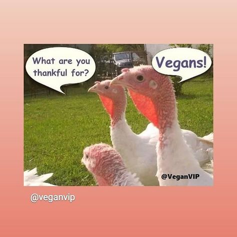 #thanksgivinghumor #turkey #vegan Turkey Jokes Humor Thanksgiving, Turkey Jokes Humor, Turkey Meme, Happy Thanksgiving Memes, Turkey Jokes, Funny Thanksgiving Memes, Thanksgiving Meme, Happy Thanksgiving Funny, Happy Thanksgiving Pictures