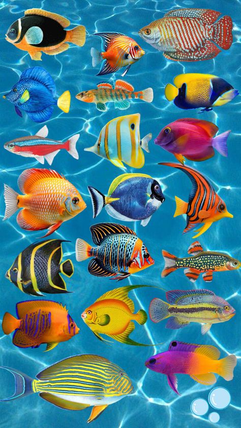 Fish Aesthetic, Ideas Style, Home Ideas, Style Inspiration, Fish