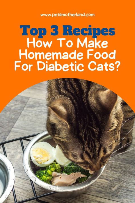 homemade food for diabetic cats Homemade Pumpkin Spice Coffee, Food For Kidney Health, Healthy Cat Food, Healthy Treats Recipes, Homemade Cat Food, Chicken Cat, Kidney Recipes, Low Carbohydrate Recipes, Cat Diet