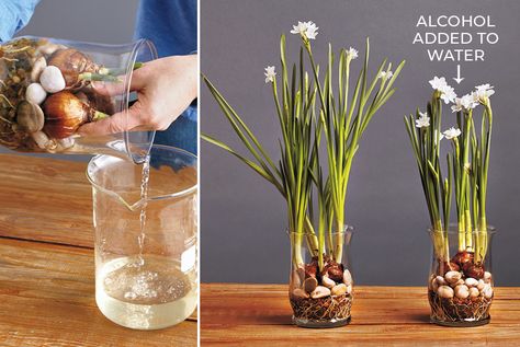 Bulbs In Glass Containers, Bulbs In Water Vase, Forcing Bulbs In Water, How To Plant Bulbs In Containers, Hyacinth Bulbs Indoors, Forcing Hyacinth Bulbs Indoors, How To Plant Paperwhites Indoors, Forced Bulbs Indoors, Spring Bulbs Indoors