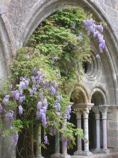 All Beauty all the Time Wisteria Tree, Garden Vines, Beautiful Buildings, Pretty Places, Wisteria, Belle Photo, Garden Inspiration, Pretty Flowers, Garden Arch