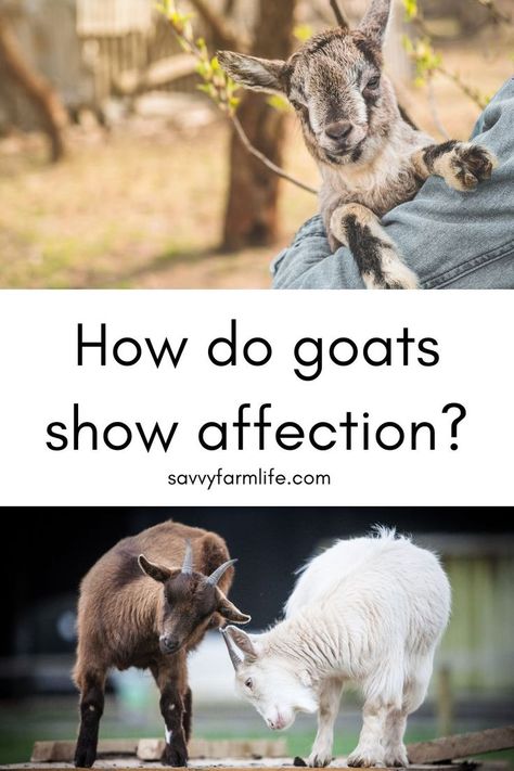 Goat Housing, Goat Enrichment Ideas, Goat Playground Ideas Diy, Things For Goats To Play On, Goat Playground Ideas, What Do Goats Need, Goat Keeping, Nubian Goats, Caring For Pygmy Goats