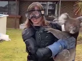 AN ITV reporter was left reeling in embarrassment when a group of humorous Aussies tricked her into believing a cuddly koala was a “really vicious” drop bear. Drop Bear, Heavy Duty Boots, Batman Suit, Protective Goggles, Protection Gear, Kangaroo Island, Australian Bush, Wildlife Park, Suit Of Armor