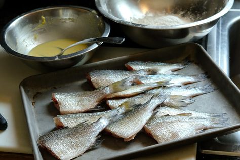 White perch are a lot of fun to fish for and some of the best table fare there is. They're abundant and aggressive, and once you find them, you can pile them up. White Perch Recipes, Perch Recipes, White Perch, Perch Fish, Perch Fishing, Fried Fish Recipes, Game Recipes, Wild Game, Frying Oil